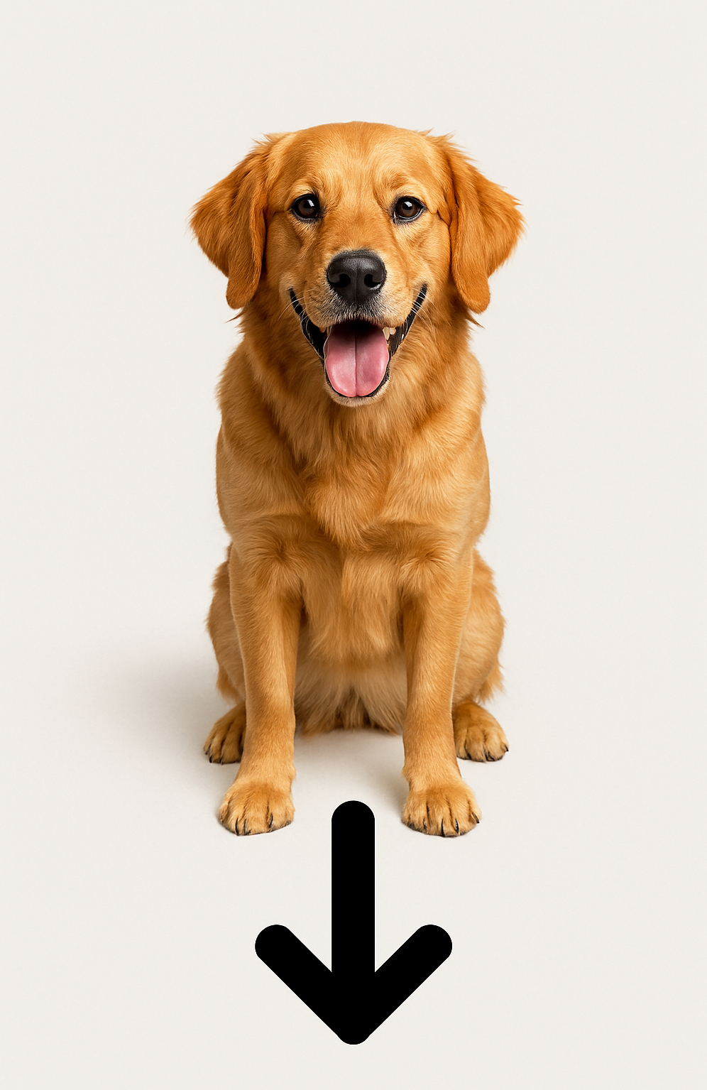Golden retriever sitting happily with its tongue out and a black arrow below.